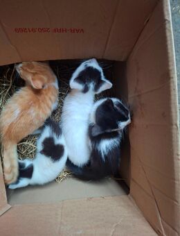 Katzenbabys dürfen ausziehen - Aurich