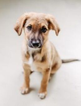 liebenswerte Emma - Kallmünz