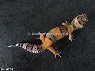 Leopardgecko 2024 verschiedene Farben Männchen Weibchen - Berlin