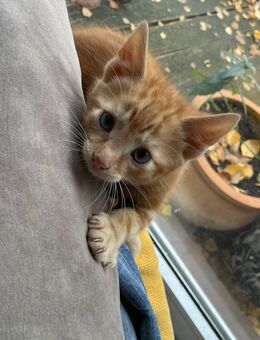 Kitte abzugeben - Ovelgönne