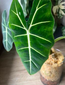 Alocasia Frydek GoG - Oststeinbek