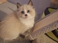 Ragdoll kitten 2 jungs - Hörstel