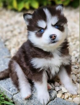 Pomsky F3 Micro & Toy Puppengesicht Bärchentyp Wollycoat - Espelkamp
