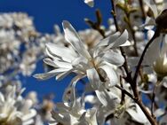 Sternmagnolie - Norderstedt
