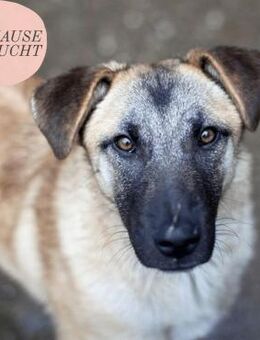 Verschmuste, liebe CAPPUCCINO sucht ZH❤️ - Saarbrücken