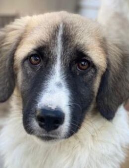 Dinka, geb. ca. 04/2025, GRIECHENLAND - Euskirchen