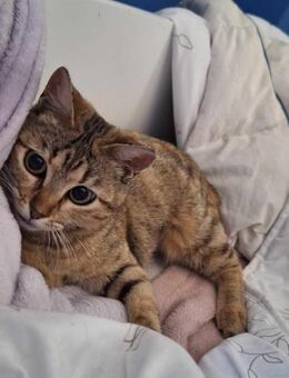 Goldige Suzana sucht ihre Familie - Margetshöchheim