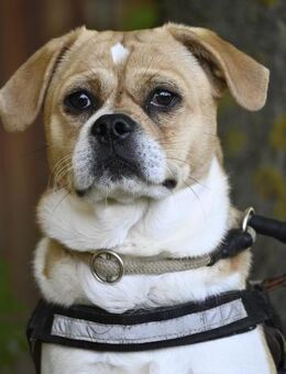 Samu SI - unsicher, schüchtern - Rheine