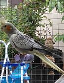 Nestjunge Nymphensittiche in 02991