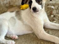 Ljuba, lebhaft, süss...wer adoptiert sie - Bochum