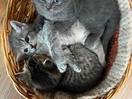 Hauskatzen - Plochingen