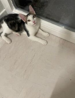 Baby katze - Hannover