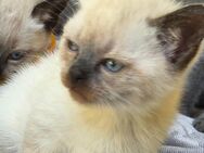 Zuckersüße Bkh Kitten(mix) - Köln