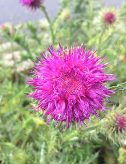 Mariendistel Samen Marien Distel Heilpflanze Schildkröte Futter Mariendistelsamen Blumensamen insektenfreundliches Saatgut für Bienen Hase Schmetterlinge Hummeln für Garten und Balkon Geschenk SWR Treffpunkt Blumenwiese - Pfedelbach