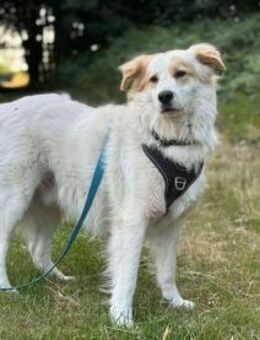 Toby -Kraftpaket + sanftmütiger Schmuser - Willich