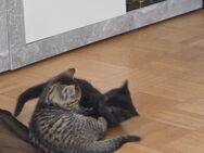 Katzen kinder - Braunschweig