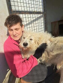 Zeus sucht Plätzchen nach seiner Odyssee - Velbert