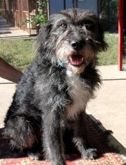 Sanfter Bakter sucht sein Rudel - Essen