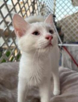 Alaska - der kleine Kuschelbär - Kirchheim (München)