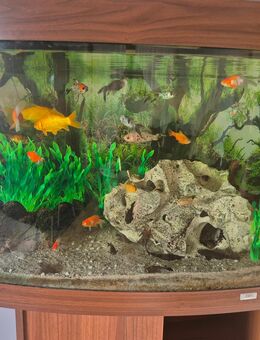 Panorama Aquarium zvk - Pyrbaum