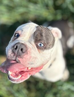 Old English Bulldogge zu verkaufen - Rostock Lichtenhagen