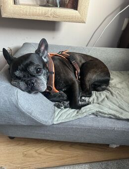 Französische Bulldogge abzugeben - Kühlungsborn
