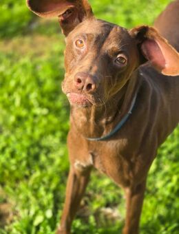 Bosco - freundlich und lustig sucht DICH - Ratekau