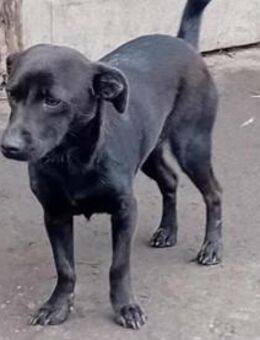 Charmante Fani sucht Familie - Olsberg