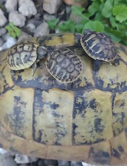 Griechische Landschildkröte NZ 2025 THB Testudo hermanni boettgeri - Thierstein