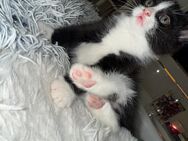 Britischer mischlings Kater - Ibbenbüren Zentrum