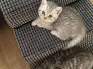 🐾 Britisch Kurzhaar Kitten – geboren am 06.05.2025 - Fürth