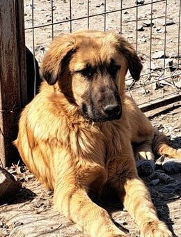 TIMON (scheu, sozial mit Artgenossen) - Köln