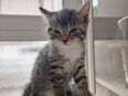 Kleine Katzen ab 20.07 in 63071