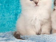 Ich suche eine Ragdoll-Katze mit Transport nach München - München Pasing-Obermenzing