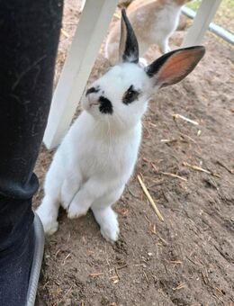 Zwergkaninchen Bock 3 Monate alt - Schenefeld (Landkreis Pinneberg)