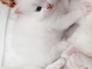Perser Kitten, Kätzchen, mit Nase, weiß, rot, blaue Augen - Osterhofen