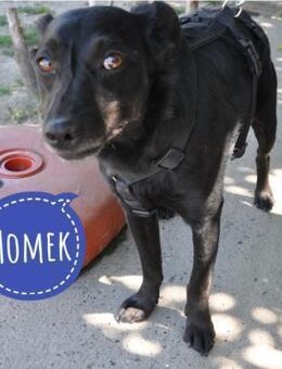 Momek ein feiner Bub - Flörsheim-Dalsheim