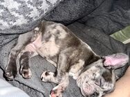 Französisch Bulldogge Weibchen ( Blue merle ) - Köln