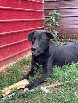 Whiskey sucht seine Pflegeeltern - Celle