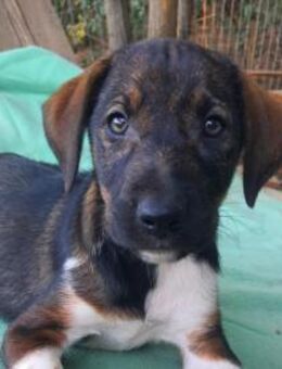 SKITTLE - verspielt, zuckersüß - Velbert