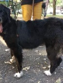 ♡Betty♡ - sucht noch ein schönes Zuhause - Alfeld (Leine)