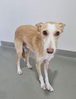 Lieber Ivo - Eichenzell