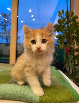 Babykatze - Legau