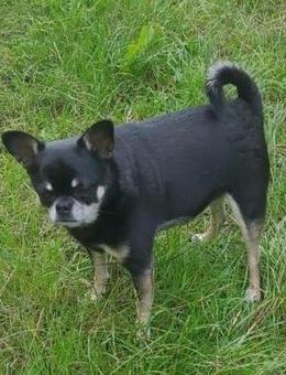 Pascha - Neubrunn (Bayern)