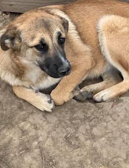 Betty möchte dich verzaubern - Celle