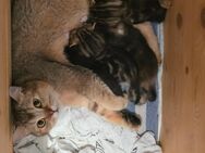 Wunderschöne BKH britisch kurzhaar kitten - Erkelenz