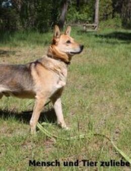 Vincent sehr lieb, etwas schüchtern - Berlin