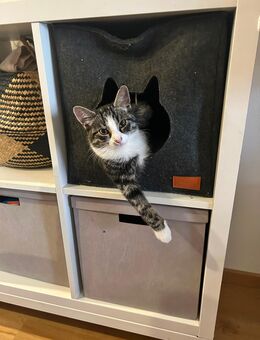 Lilli sucht eine neue Familie - Schwindegg
