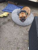 Meilo er ist ca 3-4 jahre alt in 49661