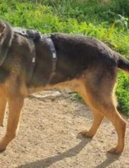 Traumhund Pluto sucht seine Familie - München